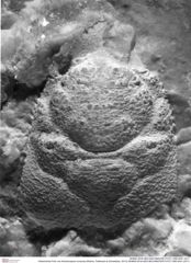 Historisches Foto von Ambulocapsa novacula (Robins, Feldmann & Schweitzer, 2013) (NHMW-AFW-GEO-BACHMAYER-FOTO-1990-0041-2471)